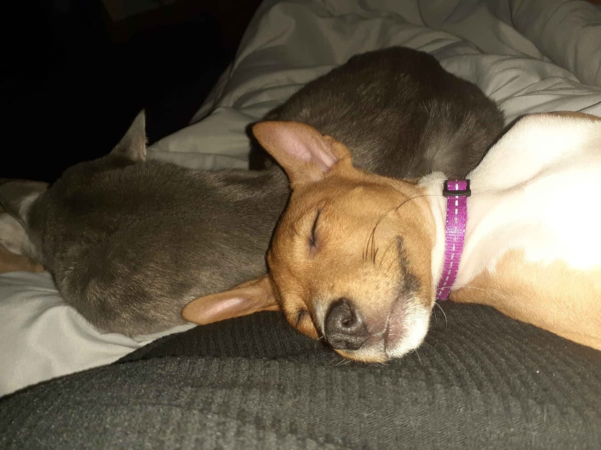 Basenji Puppies breeder image 6