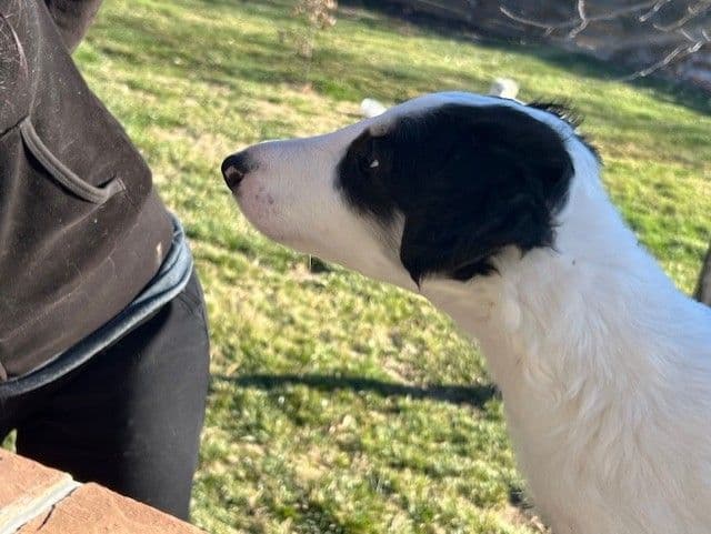 BORZAYA Kennel (Borzoi Puppies) media 2