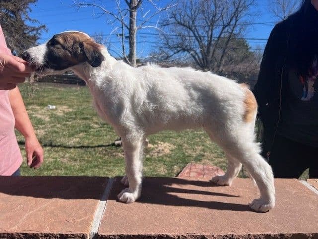 BORZAYA Kennel (Borzoi Puppies) media 3
