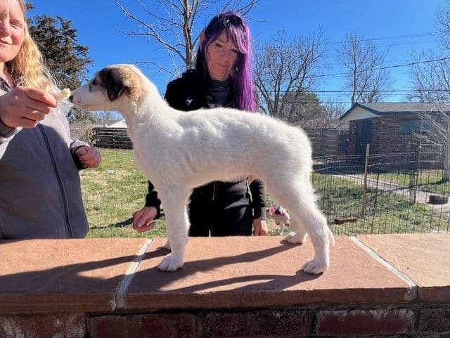 BORZAYA Kennel (Borzoi Puppies) media 4