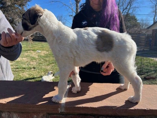 BORZAYA Kennel (Borzoi Puppies) media 6