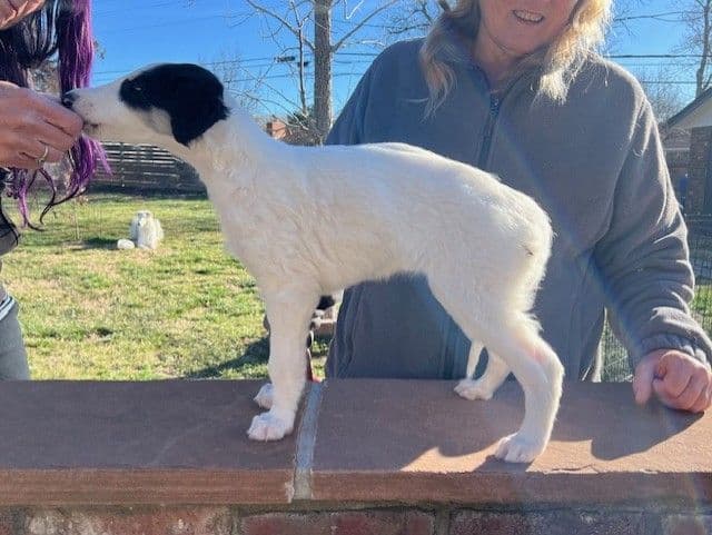 BORZAYA Kennel (Borzoi Puppies) media 5