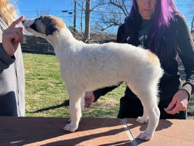 BORZAYA Kennel (Borzoi Puppies) media 8