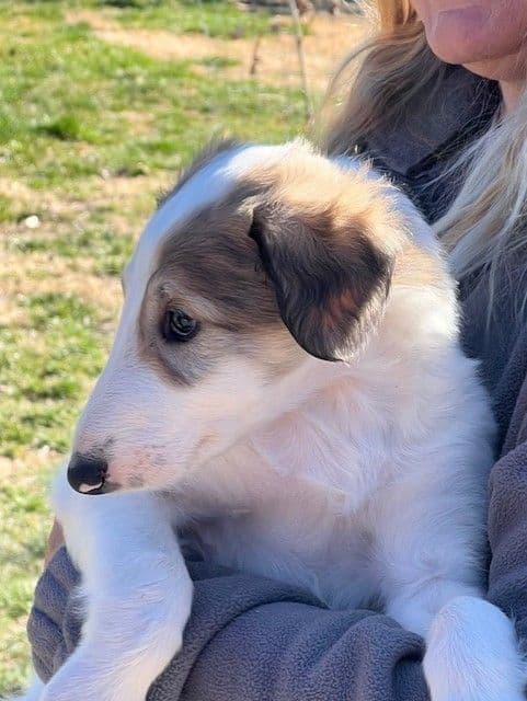 BORZAYA Kennel (Borzoi Puppies) media 9