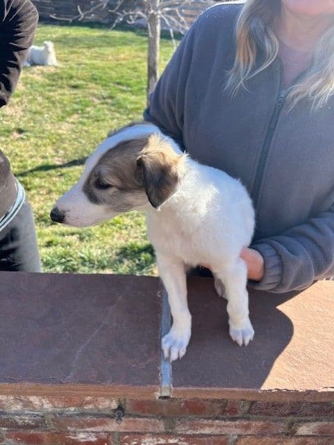 BORZAYA Kennel (Borzoi Puppies) media 11