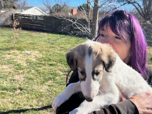 BORZAYA Kennel (Borzoi Puppies) media 10
