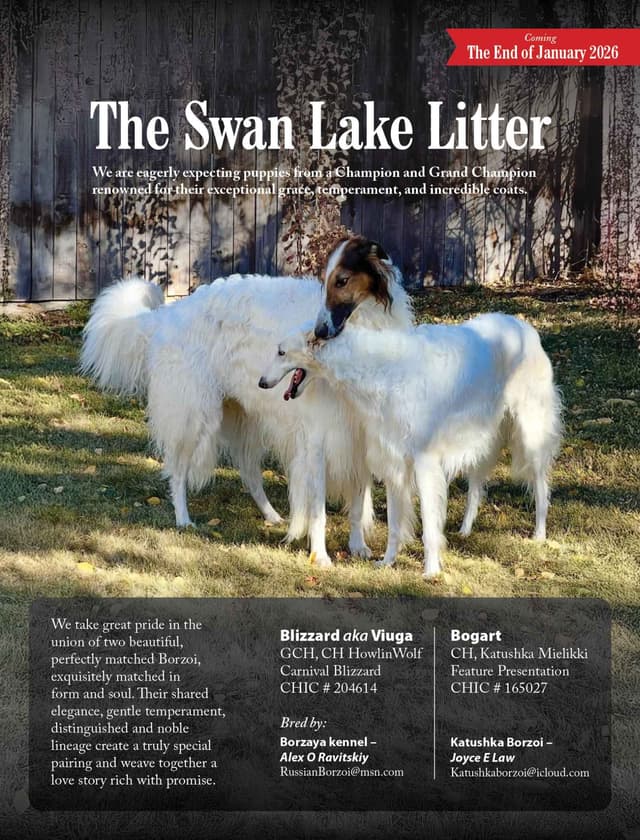BORZAYA Kennel (Borzoi Puppies) media 14