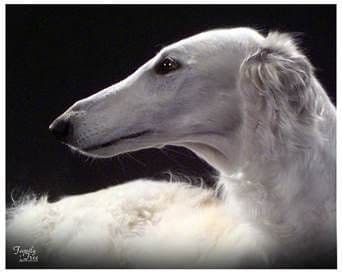 BORZAYA Kennel (Borzoi Puppies) breeder image 1