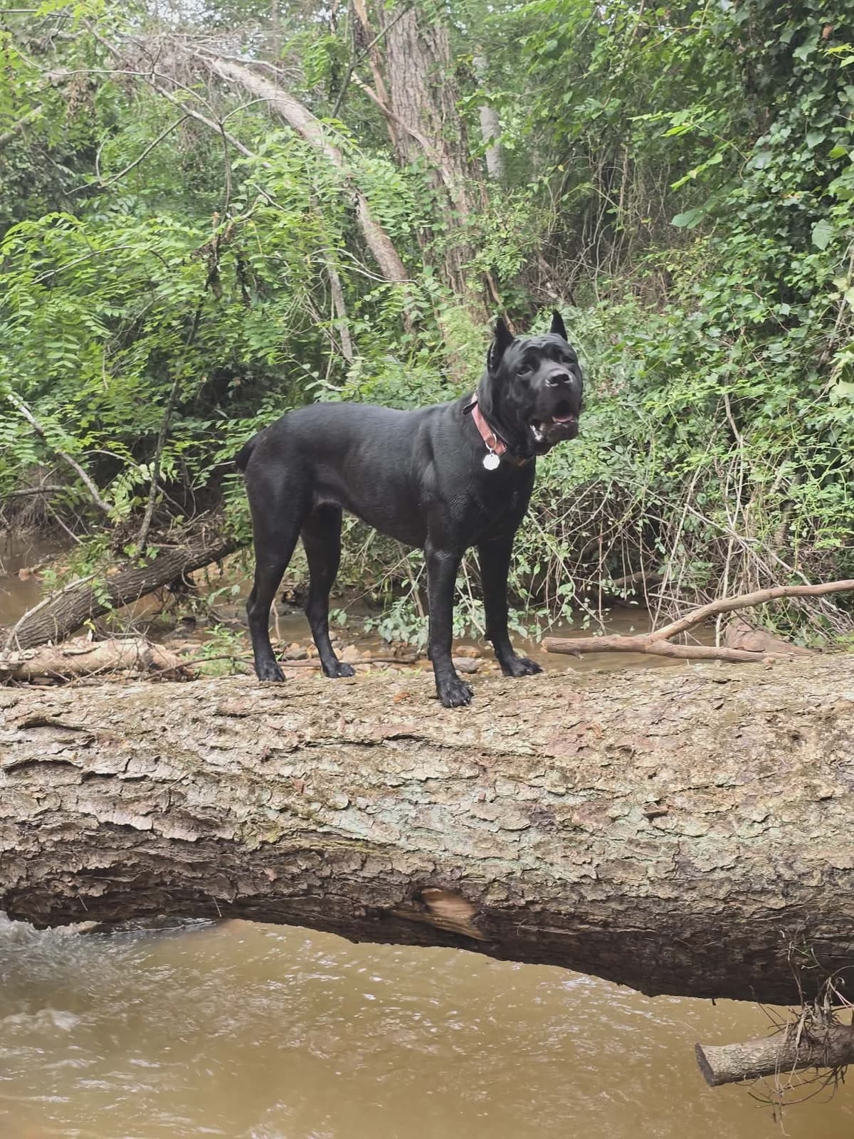 Rogers Cane Corso Puppies breeder image 3