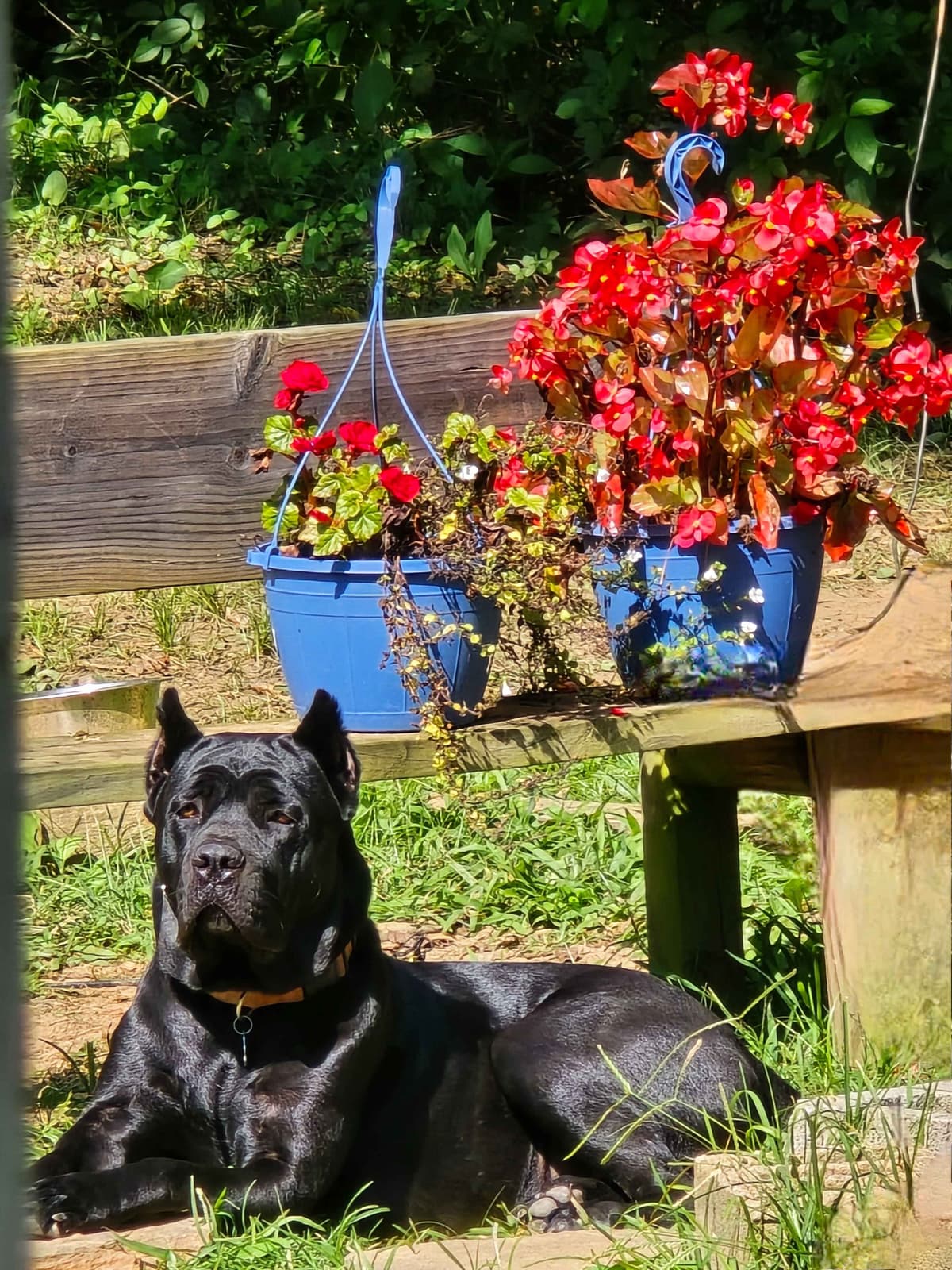 Rogers Cane Corso Puppies breeder image 4