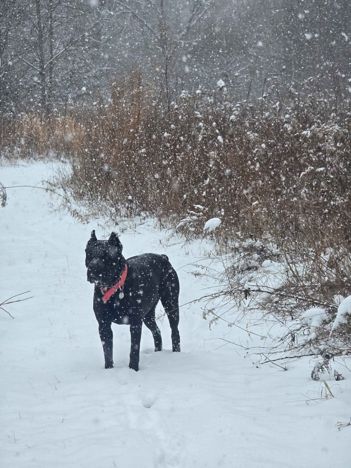 Rogers Cane Corso Puppies breeder image 6