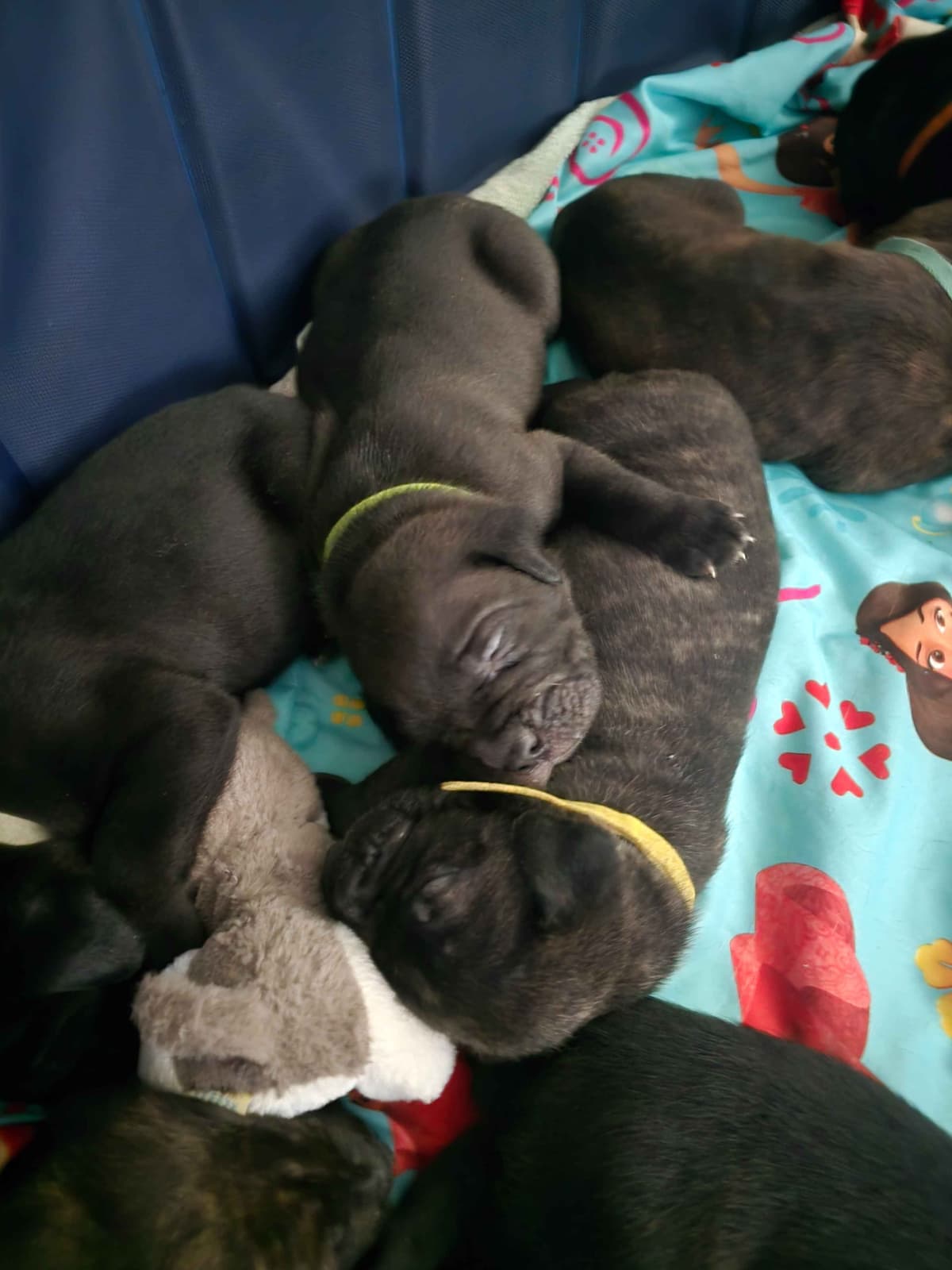 Rogers Cane Corso Puppies breeder image 8