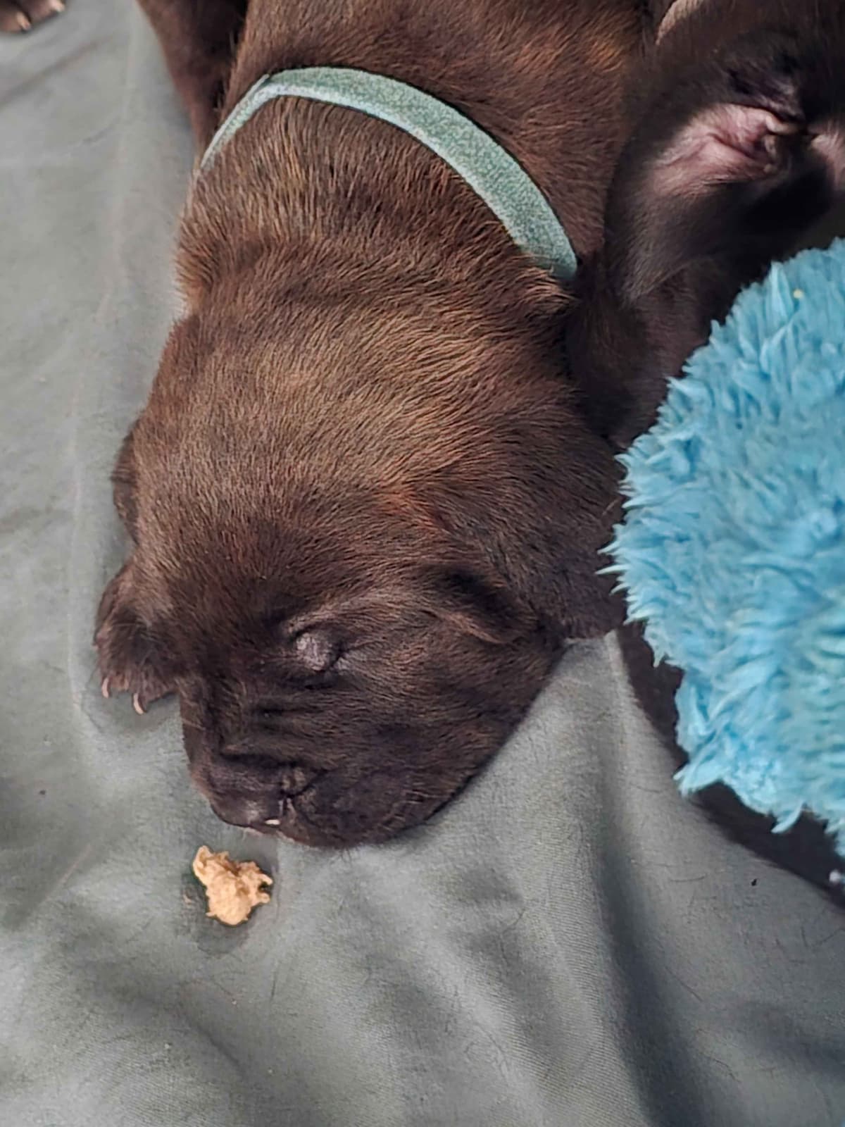 Rogers Cane Corso Puppies breeder image 10