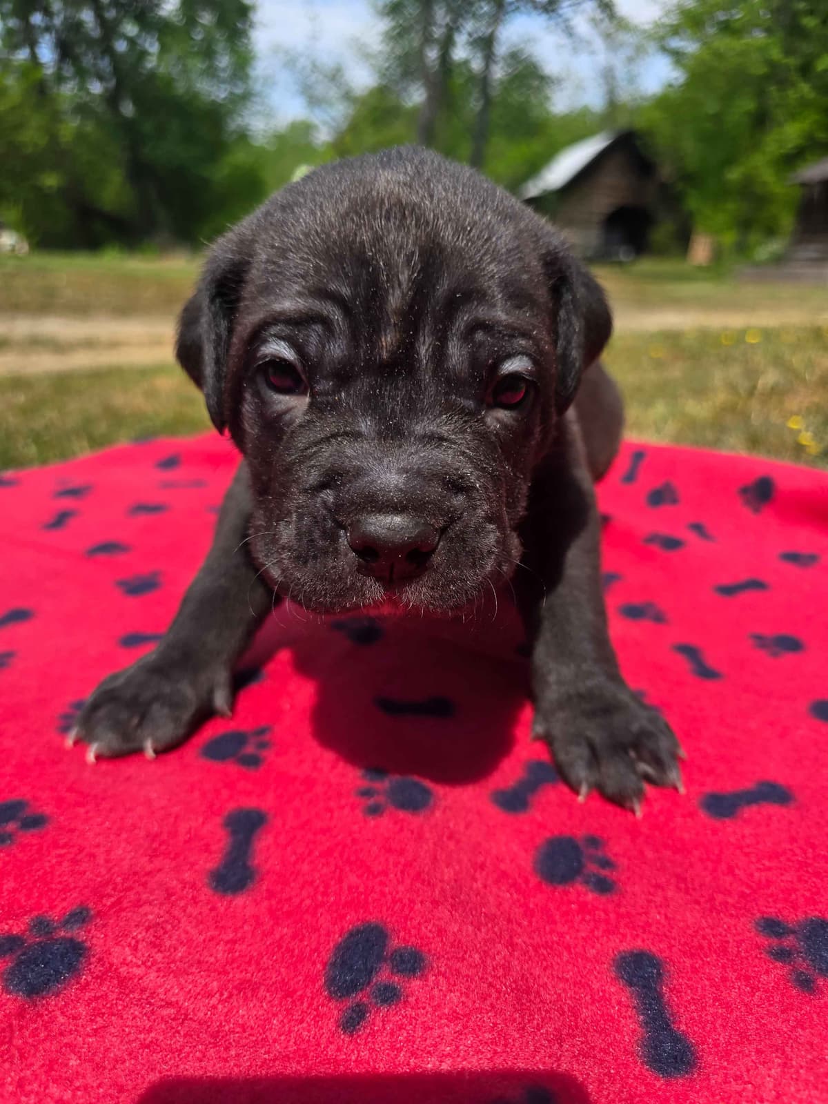 Rogers Cane Corso Puppies breeder image 9