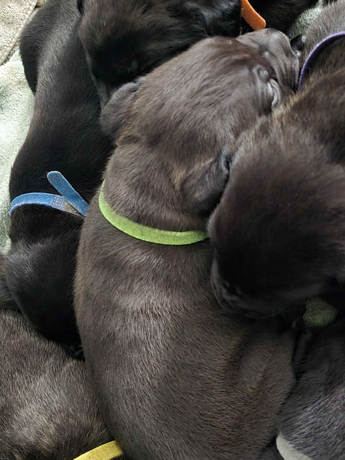 Rogers Cane Corso Puppies breeder image 11