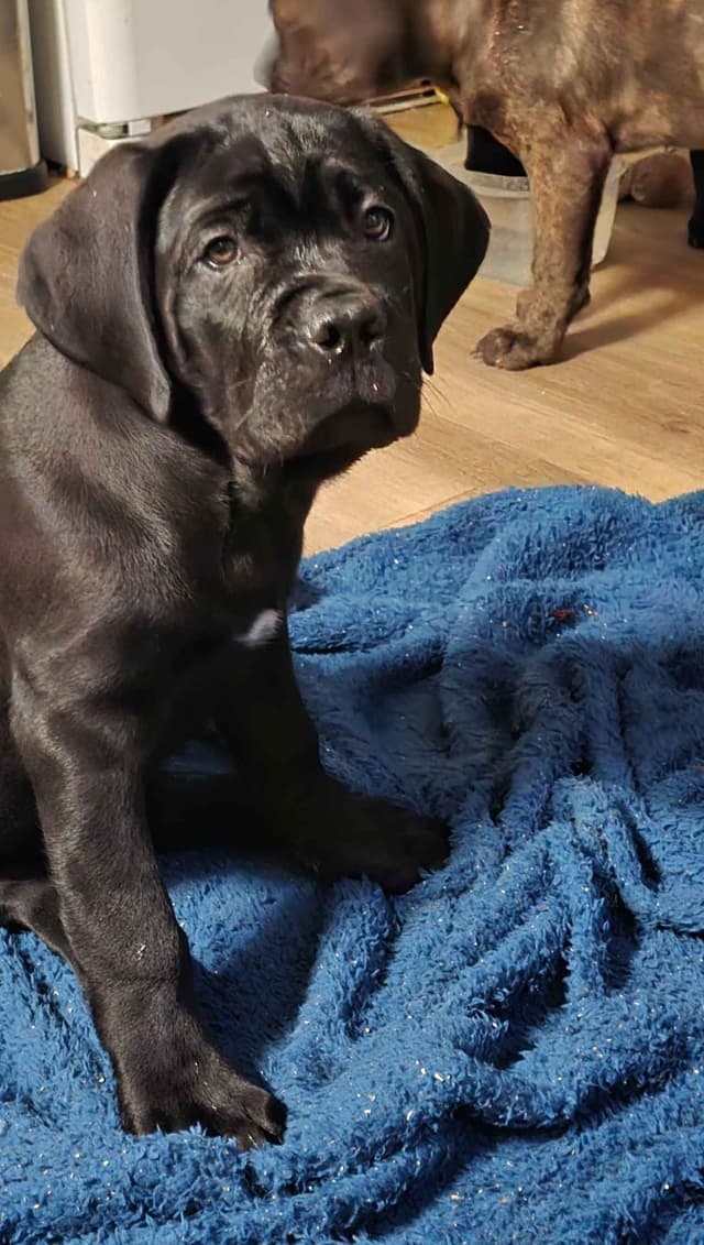 Rogers Cane Corso Puppies media 2