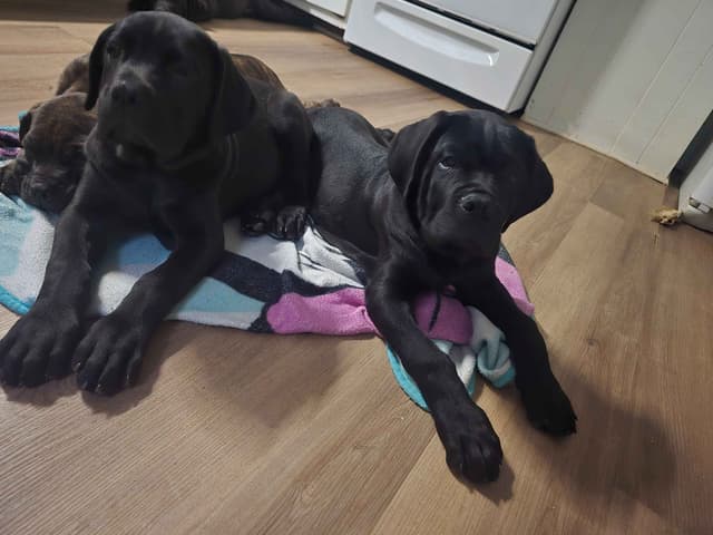 Rogers Cane Corso Puppies media 3