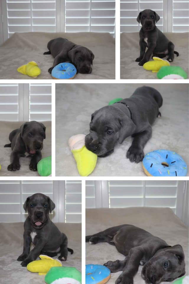 Great Dane Puppies media 2