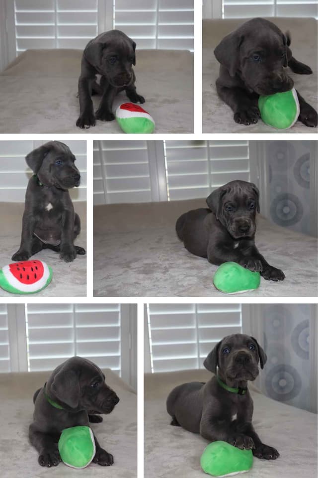 Great Dane Puppies media 3