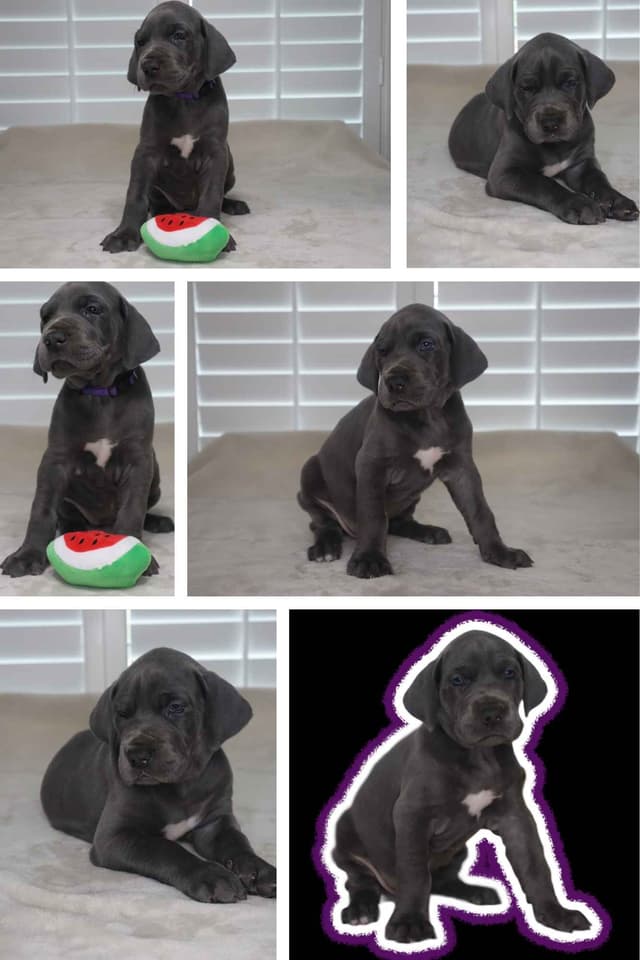 Great Dane Puppies media 4