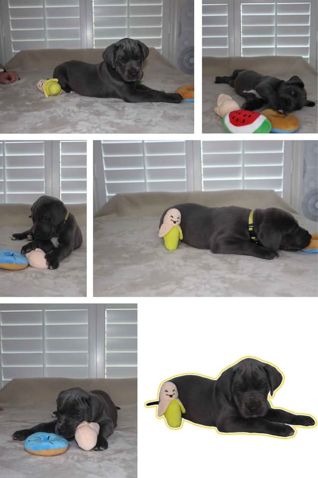 Great Dane Puppies media 5