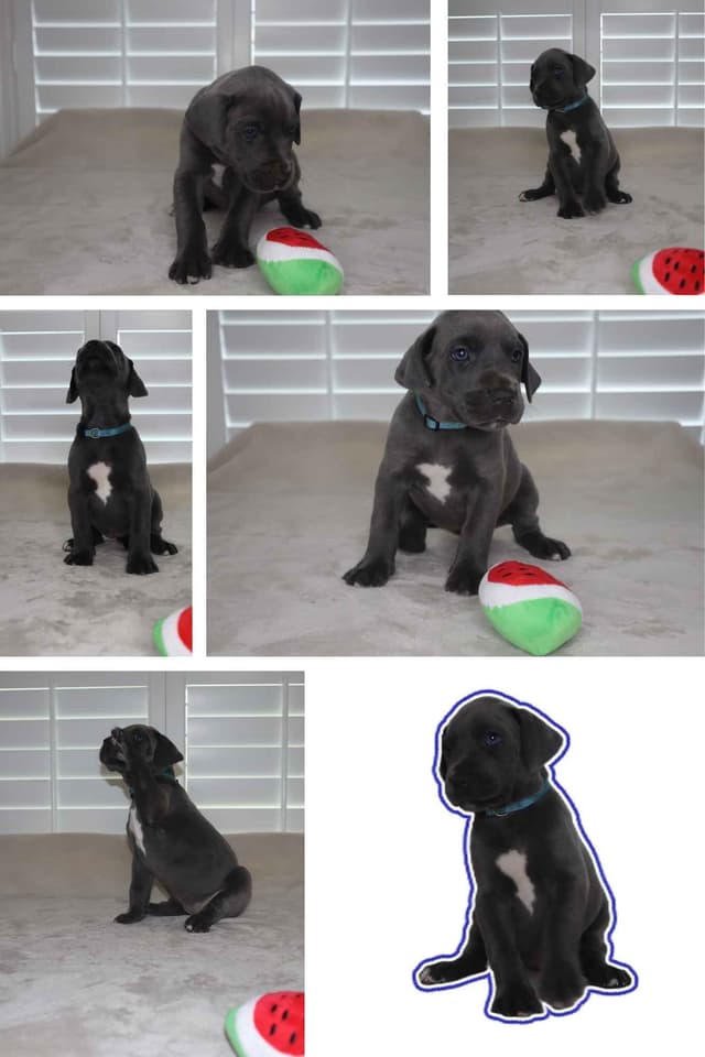 Great Dane Puppies media 6