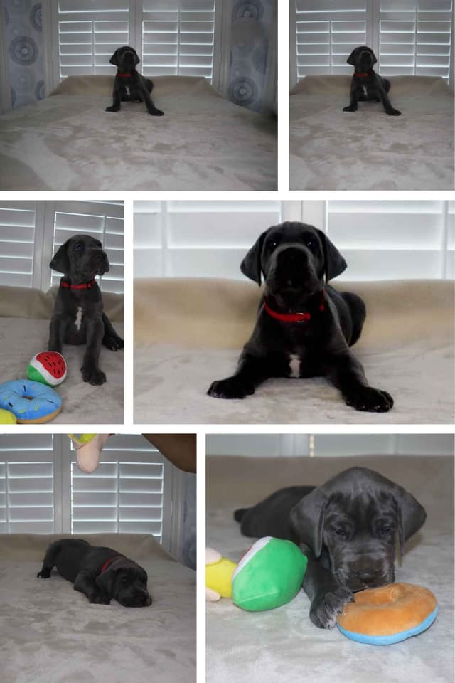 Great Dane Puppies media 7