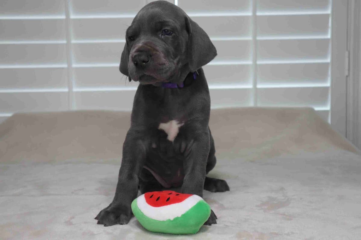 Great Dane Puppies breeder image 1