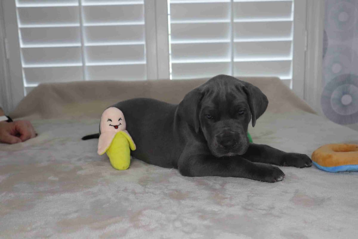 Great Dane Puppies breeder image 3