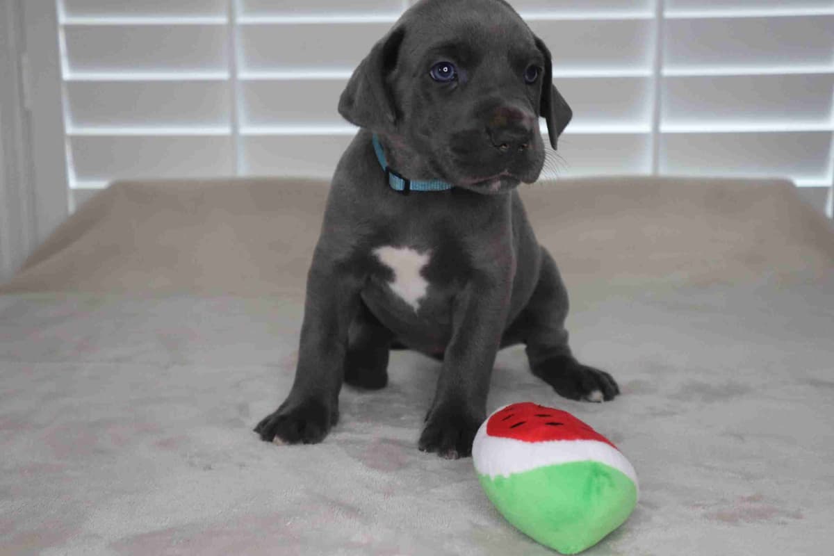 Great Dane Puppies breeder image 6