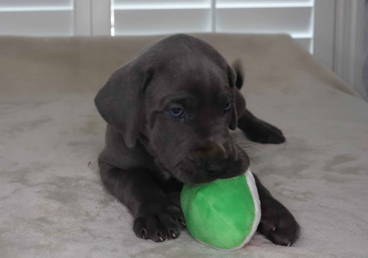 Great Dane Puppies breeder image 4