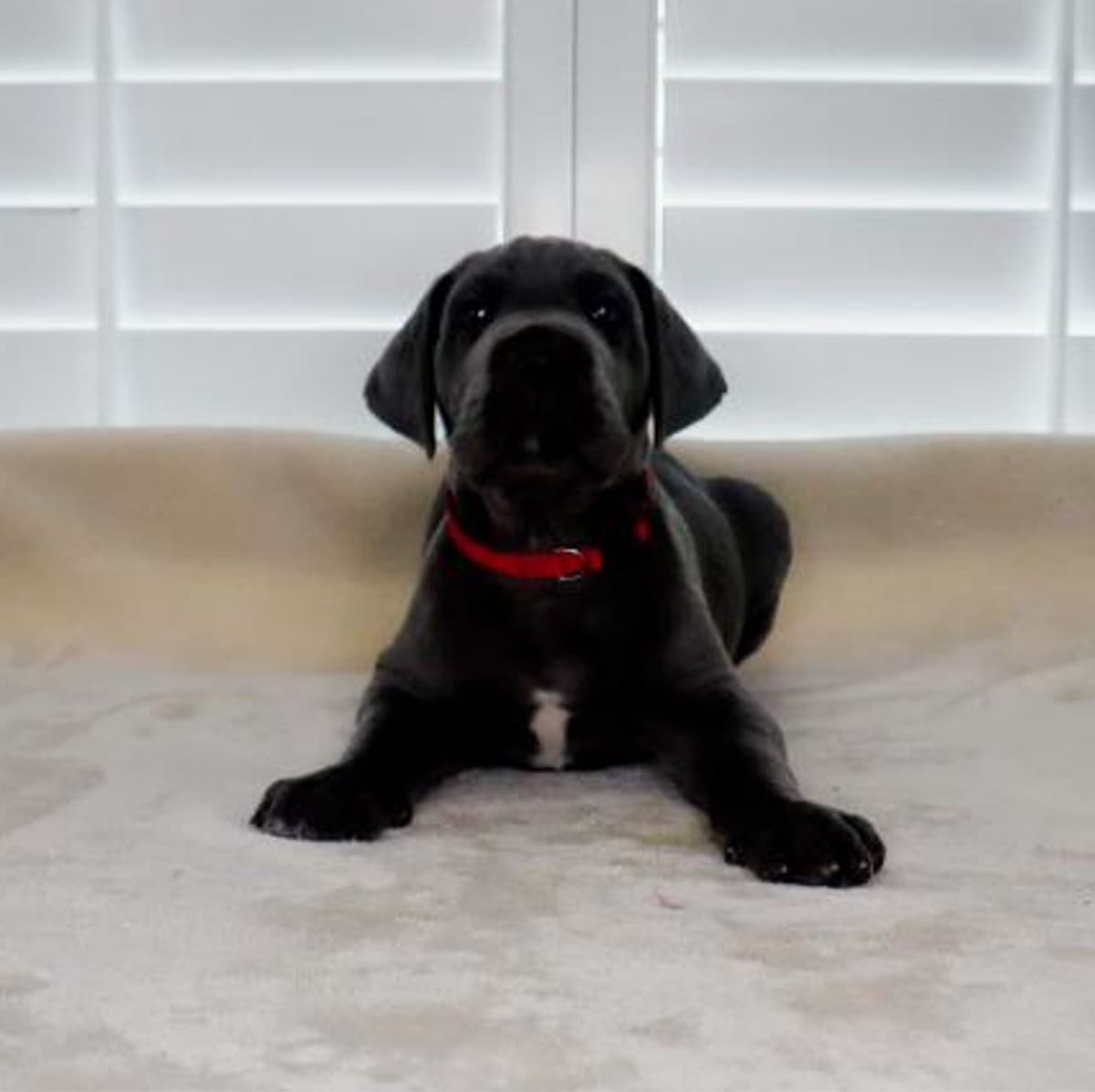 Great Dane Puppies breeder image 5