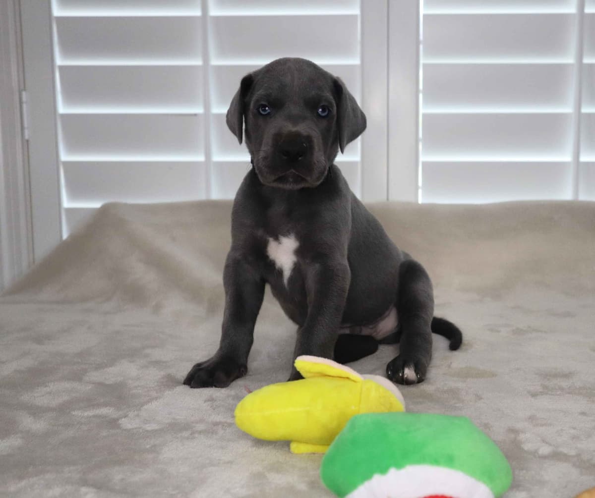Great Dane Puppies breeder image 7