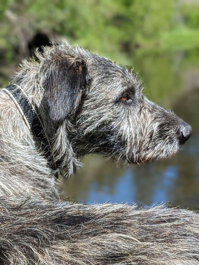 Irish Wolfhound Puppies media 2