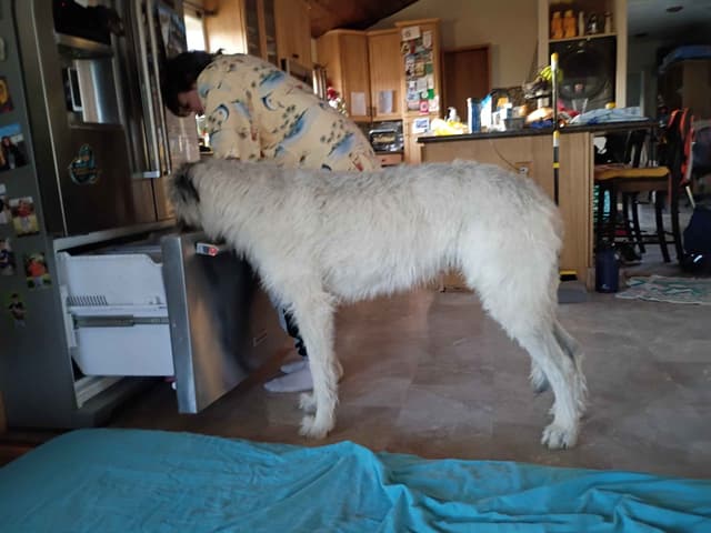 Irish Wolfhound Puppies media 3