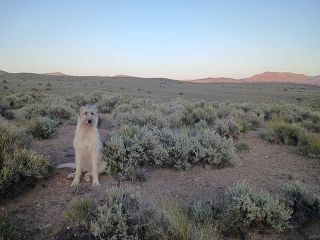 Irish Wolfhound Puppies media 4