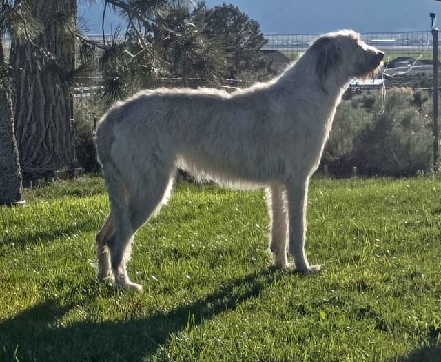 Irish Wolfhound Puppies media 5
