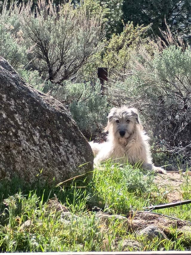 Irish Wolfhound Puppies media 6