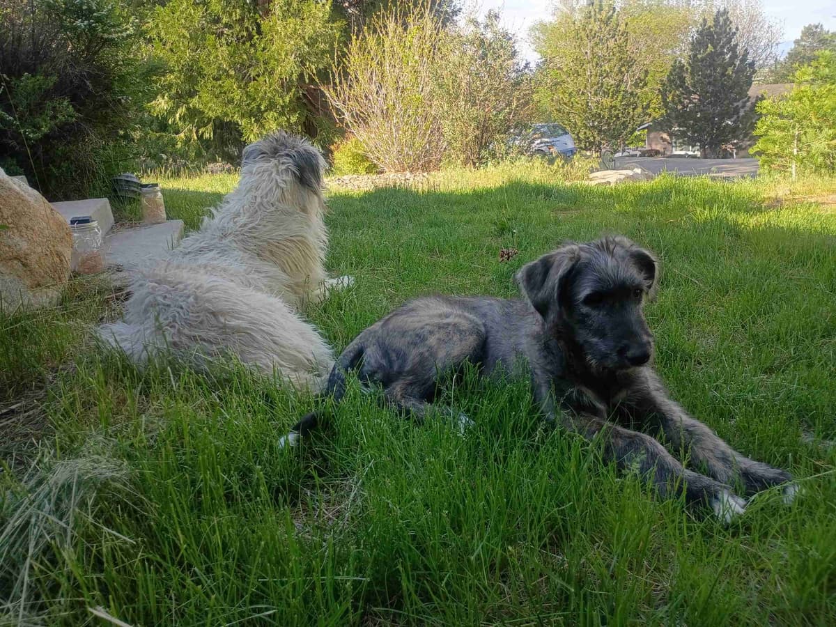 Irish Wolfhound Puppies breeder image 8