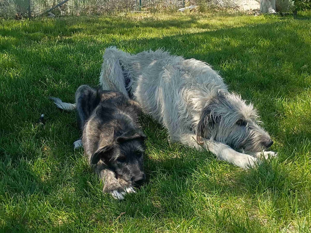 Irish Wolfhound Puppies breeder image 10