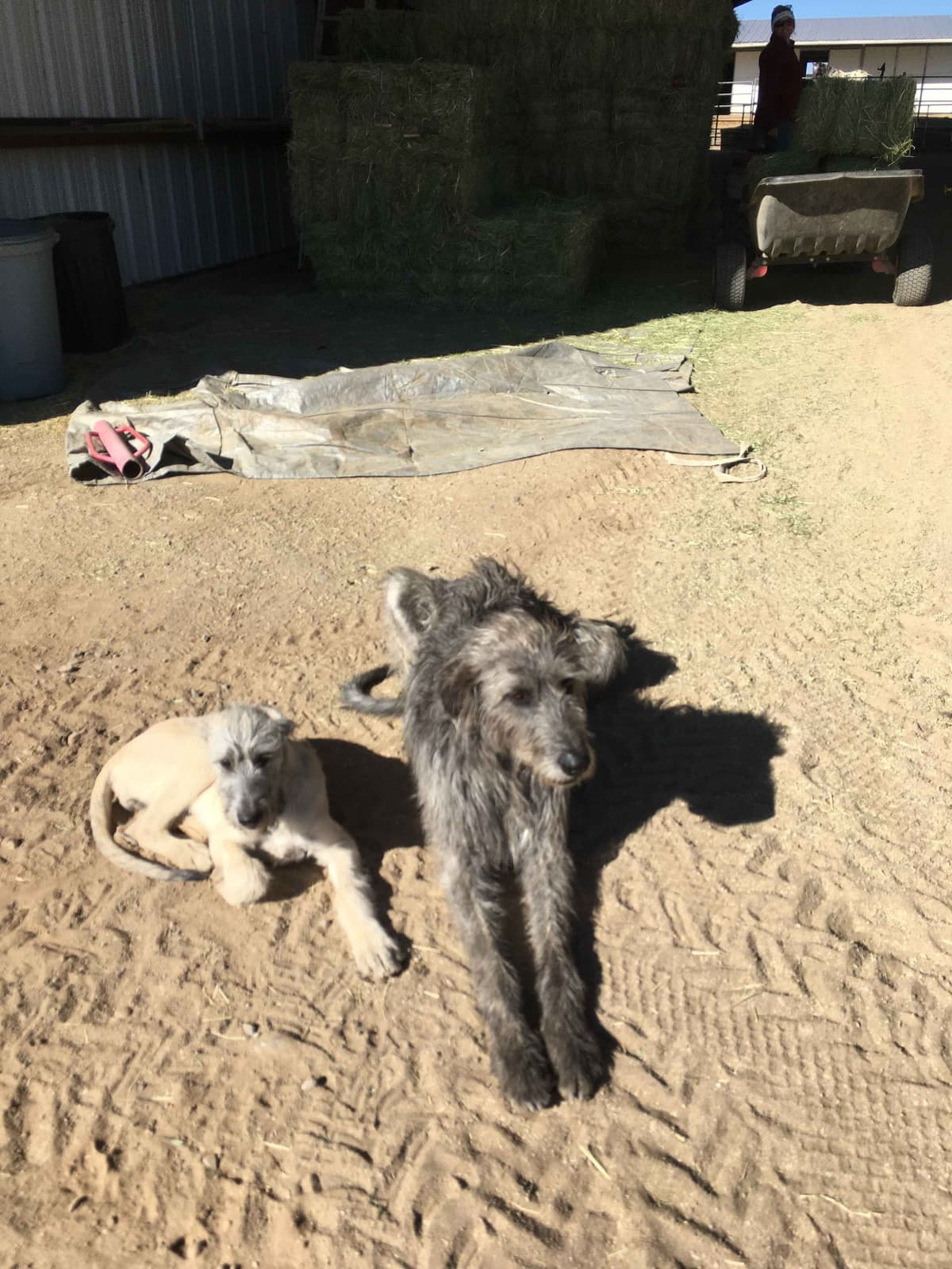 Irish Wolfhound Puppies breeder image 11