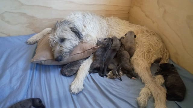 Irish Wolfhound Puppies media 8