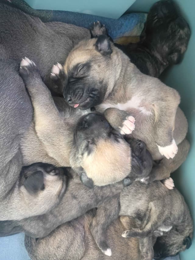 Irish Wolfhound Puppies media 10