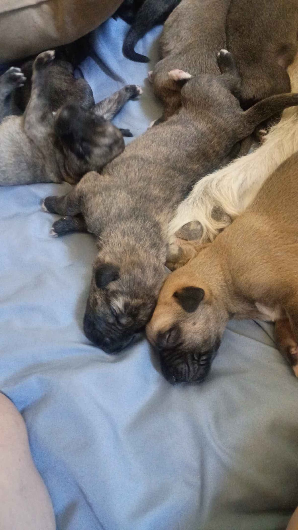 Irish Wolfhound Puppies breeder image 12