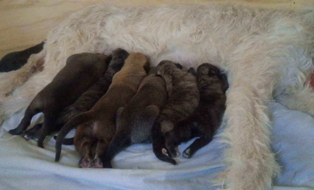 Irish Wolfhound Puppies breeder image 13