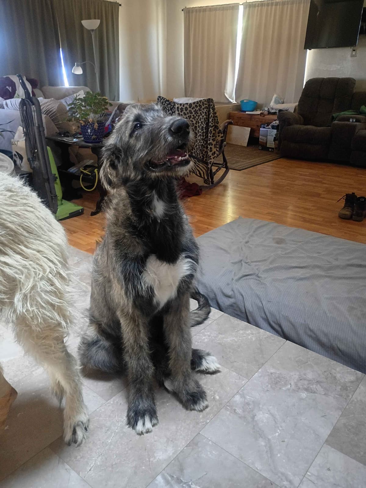 Irish Wolfhound Puppies breeder image 14