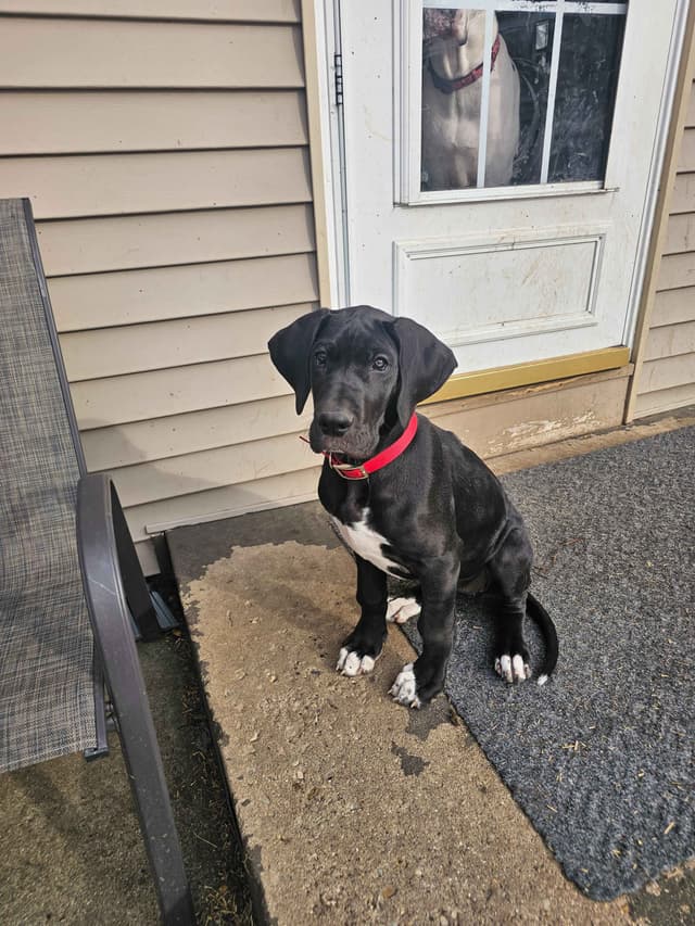 Great Dane Puppies media 5