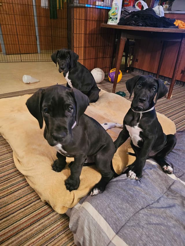 Great Dane Puppies media 6