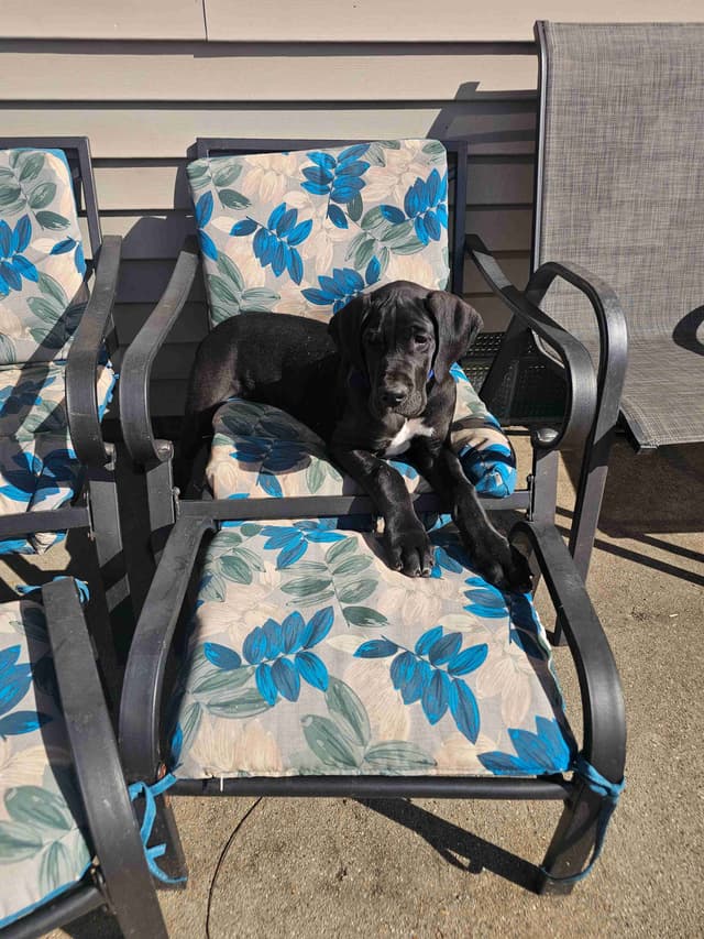 Great Dane Puppies media 8