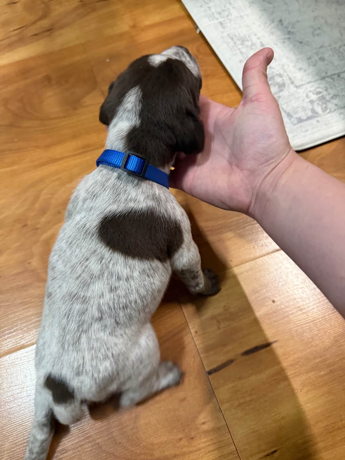 German Shorthaired Pointer Puppies breeder image 3